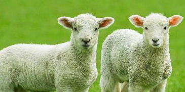 饲料对于羊生长的重要性