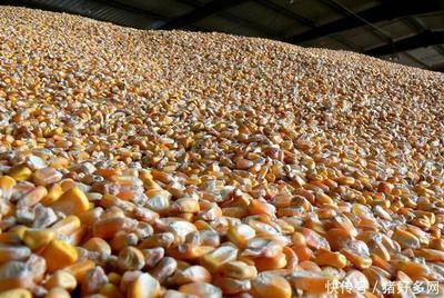 9月23日饲料原料:玉米豆粕价格一路上飙,养殖利润再受挤压!